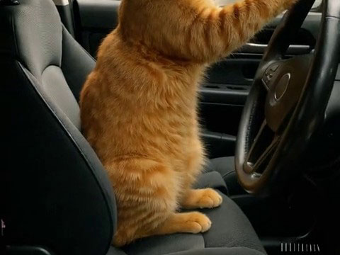 Cat Taxi